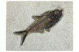 Detailed Fossil Fish (Diplomystus) - Wyoming #292488-1